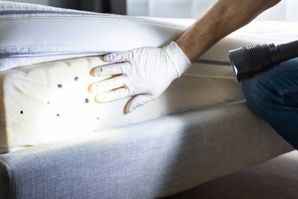 Best Ant Control Services  in Harbor Beach, MI